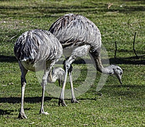 Ostrich nandu on the lawn 3