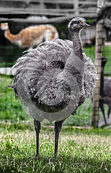 Ostrich nandu on the lawn 4