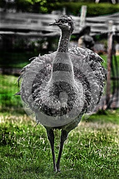 Ostrich nandu on the lawn 5