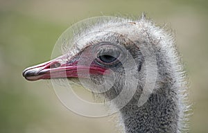 Ostrich nandu`s head 1