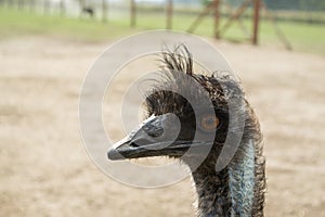 Ostrich Nandu - South America