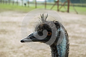 Ostrich Nandu - South America