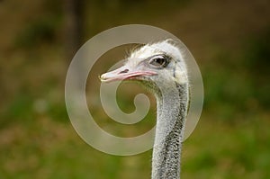 Ostrich