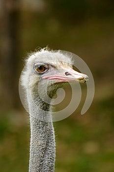 Ostrich