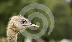 Ostrich in nature