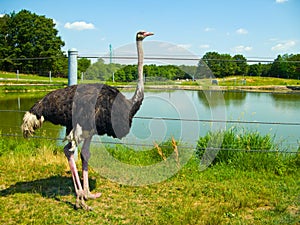 Ostrich near pond