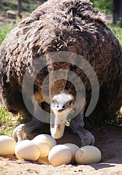 Ostrich on the nest in the Klein Karoo, South Africa