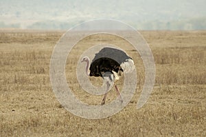 Ostrich in ngorongoro conservation area, Tanzania