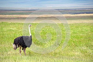 Ostrich in the Ngorongoro crater in Tanzania