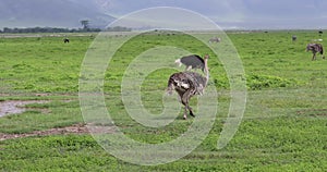 Ostrich, Ngorongoro Crater, Tanzania, 4K