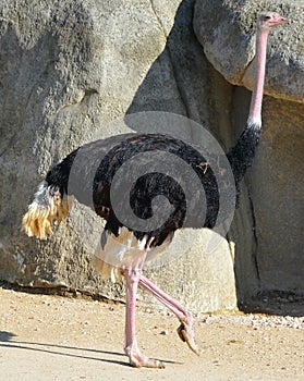 The Ostrich is one or two species of large flightless birds native to Africa,