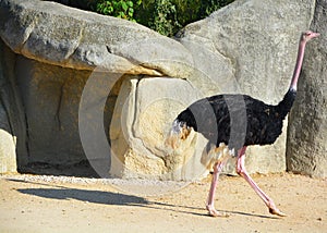 The Ostrich is one or two species of large flightless birds native to Africa,