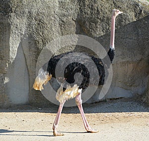 The Ostrich is one or two species of large flightless birds native to Africa,