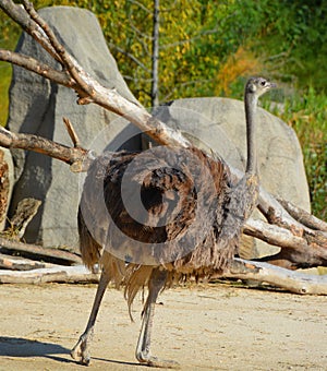 The Ostrich is one or two species of large flightless birds native to Africa,