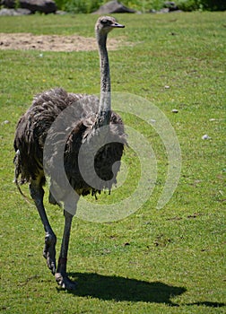 The Ostrich is one or two species of large flightless birds native to Africa,