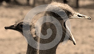 The Ostrich is one or two species of large flightless birds native to Africa