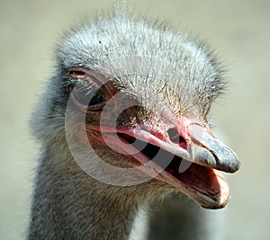 The Ostrich is one or two species of large flightless birds native to Africa