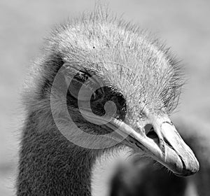 The Ostrich is one or two species of large flightless birds native to Africa