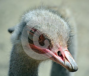 The Ostrich is one or two species of large flightless birds native to Africa