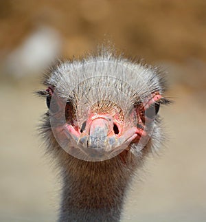 The Ostrich is one or two species of large flightless birds native to Africa