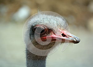 The Ostrich is one or two species of large flightless birds native to Africa