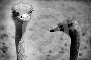 The Ostrich is one or two species of large flightless birds native to Africa