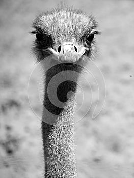 The Ostrich is one or two species of large flightless birds native to Africa