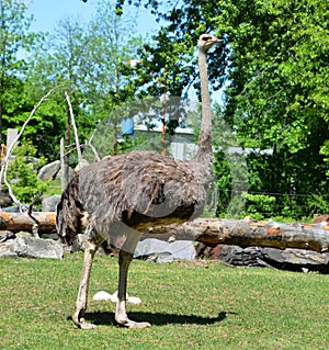 The Ostrich is one or two species of large flightless birds native to Africa