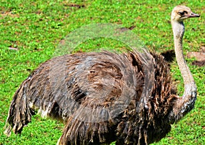 Ostrich is one or two species of large flightless birds native to Africa,