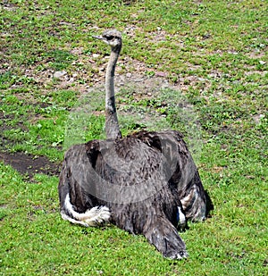 Ostrich is one or two species of large flightless birds native to Africa,