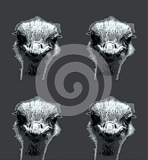 Ostrich is one or two species of large flightless birds native to Africa