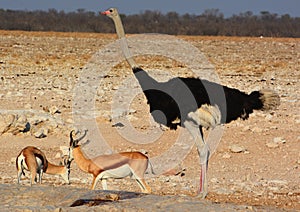 Ostrich is one or two species of large flightless birds native to Africa and Thomson gazelle