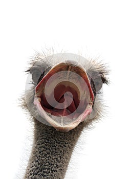 Ostrich with open beak