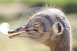 Ostrich With Open Beak