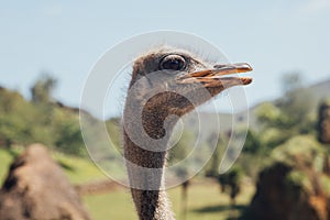 Ostrich with open mouth