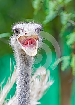 A Ostrich with open mouth