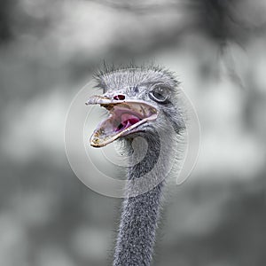 Ostrich with open mouth and food visible in it