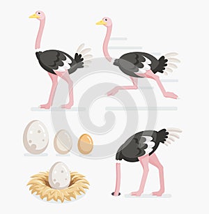 Ostrich and ostrich eggs on the nests. Vector illustration.