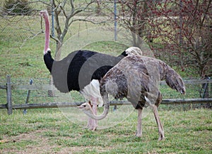 Ostrich pair taking a stroll