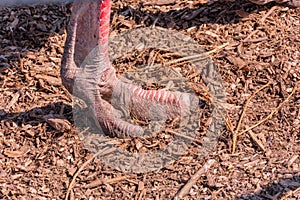 Ostrich paw close up, ostrich leg with claws stands on the ground