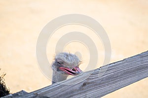 Ostrich pecking fence