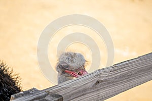 Ostrich pecking fence