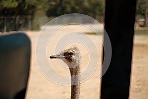 An ostrich pokes his head next to a car.