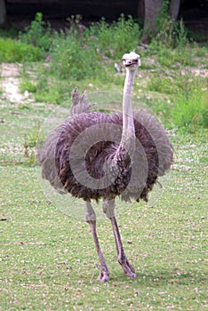 Ostrich portrait