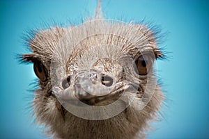 Ostrich portrait