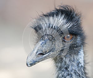 Ostrich portrait