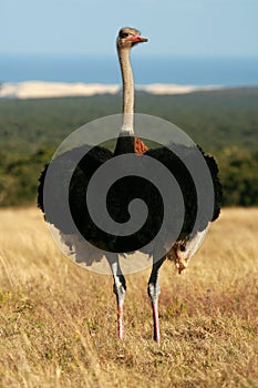 Ostrich portrait