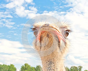 Ostrich portrait