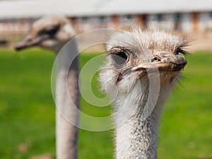 Ostrich portrait