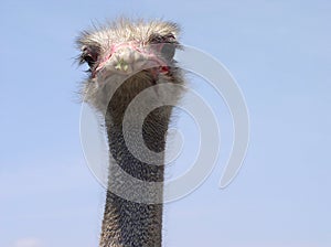 Ostrich portrait